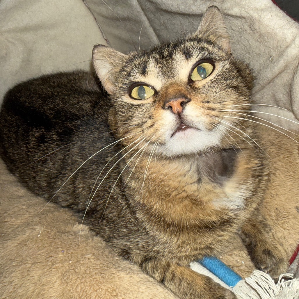Gypsy, photo 2