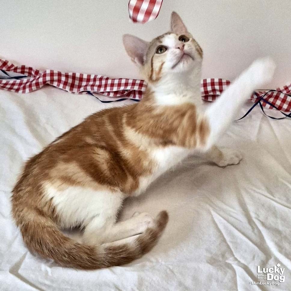 GOLDIE - Domestic Shorthair available for adoption