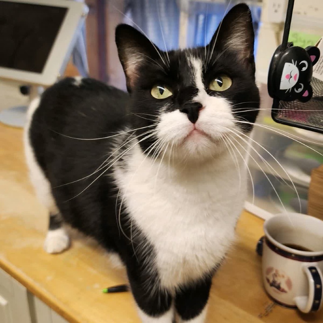 Adopt a Cat! — Denison Animal Welfare Group