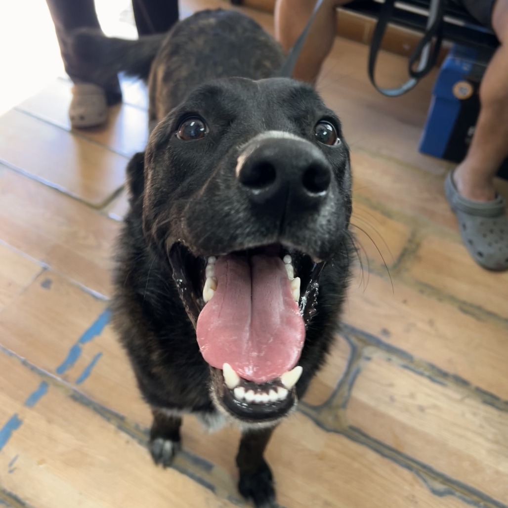 JACK - Shepherd available for adoption