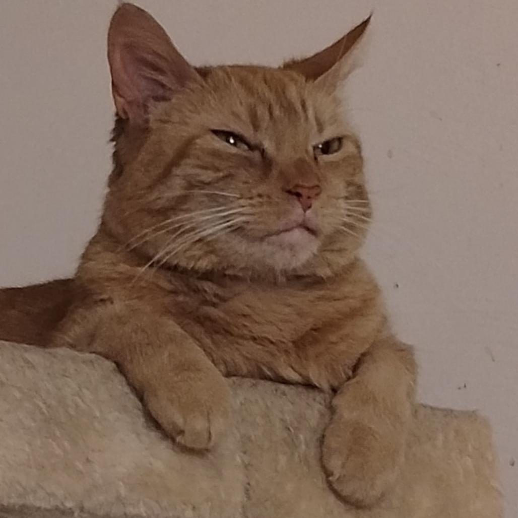 Photo of Mustard 3