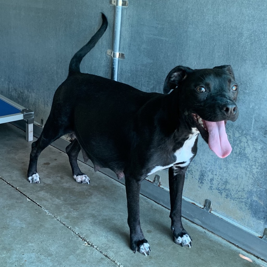Suzie, available for adoption at PVAS