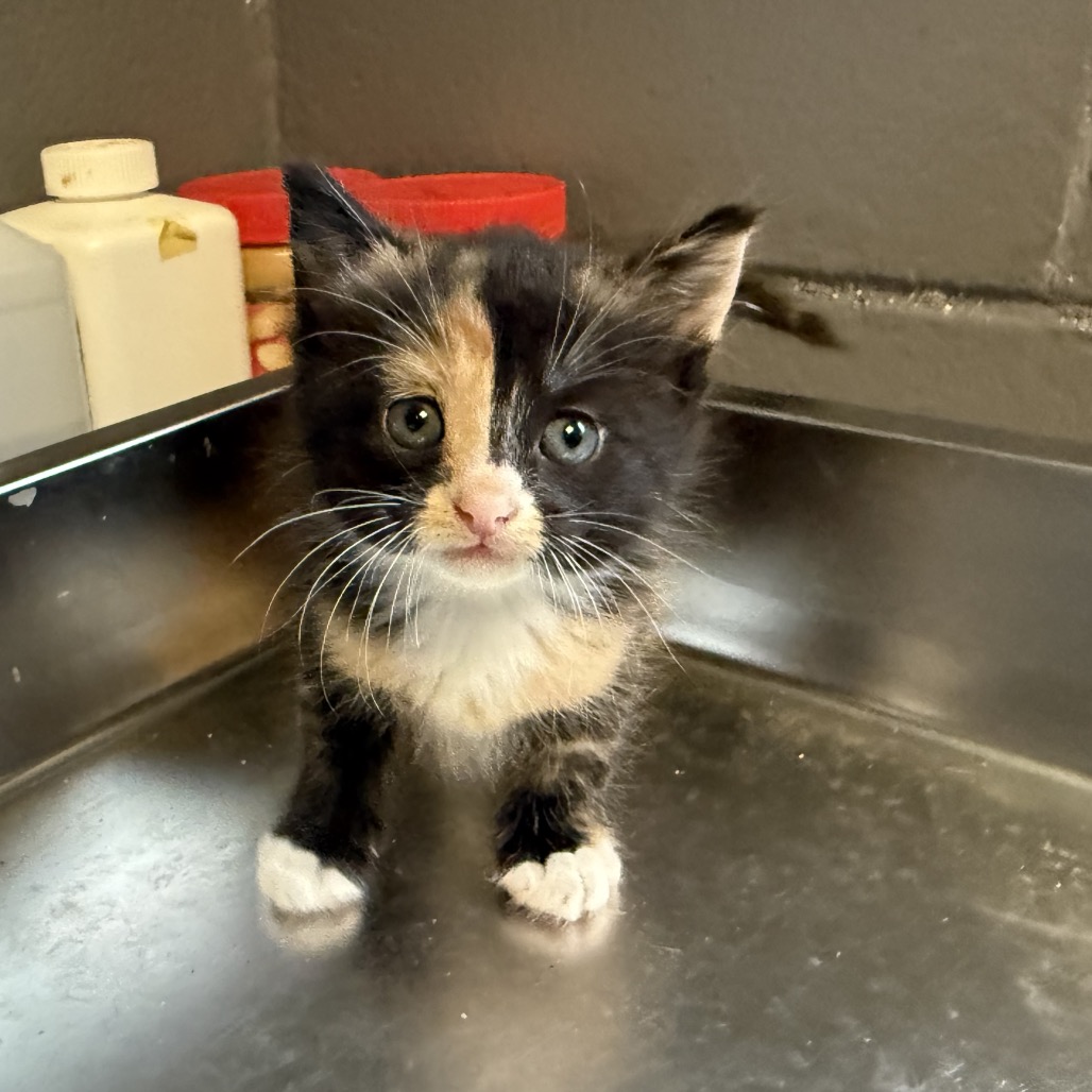 Tusc Stray 84597 2 3