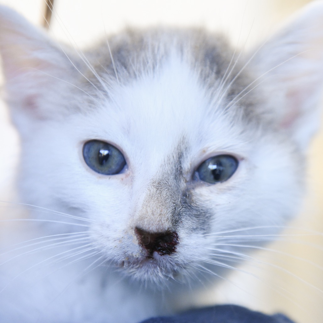 Sam I Am - Domestic Shorthair