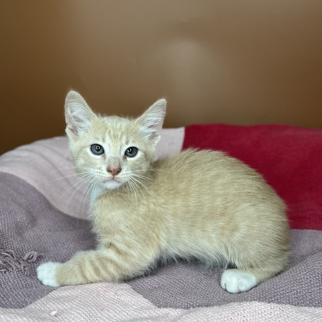 PIÑA COLADA - Domestic Shorthair available for adoption