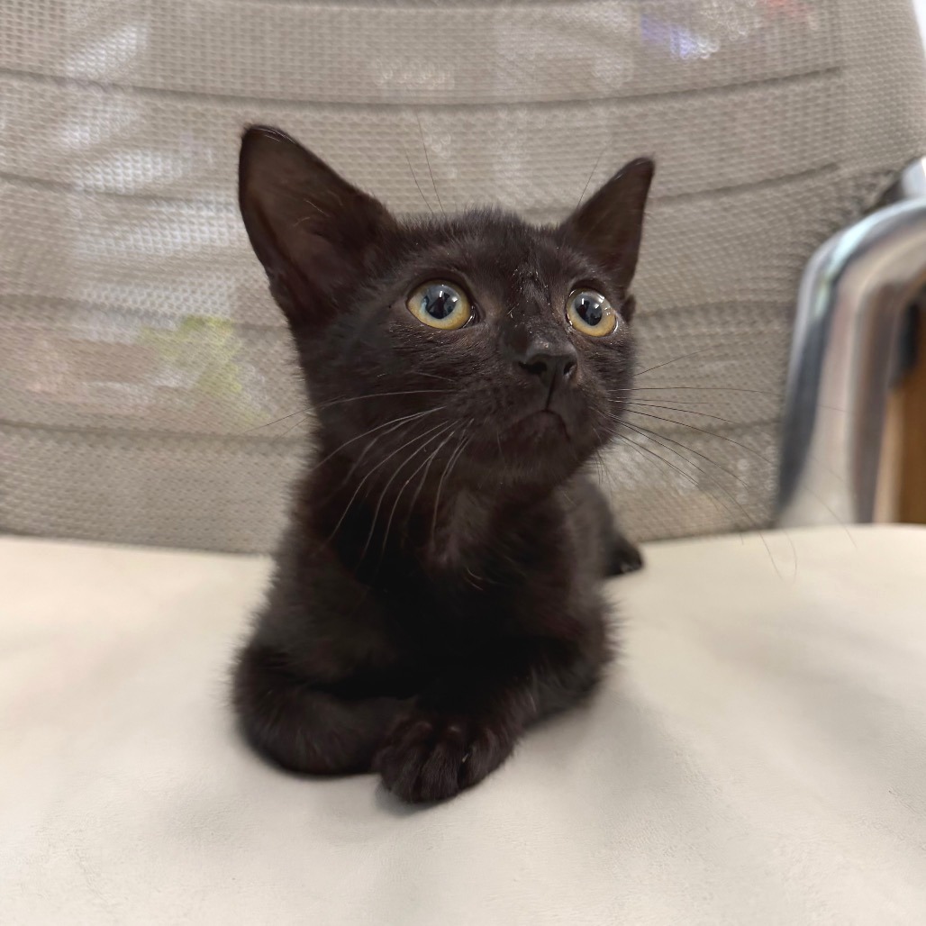 DEANESE - Domestic Shorthair available for adoption