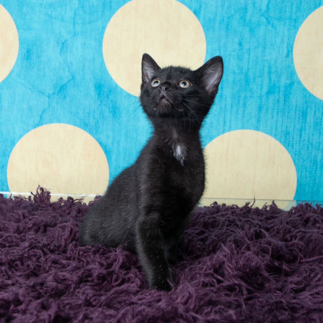 Zorro, photo 4