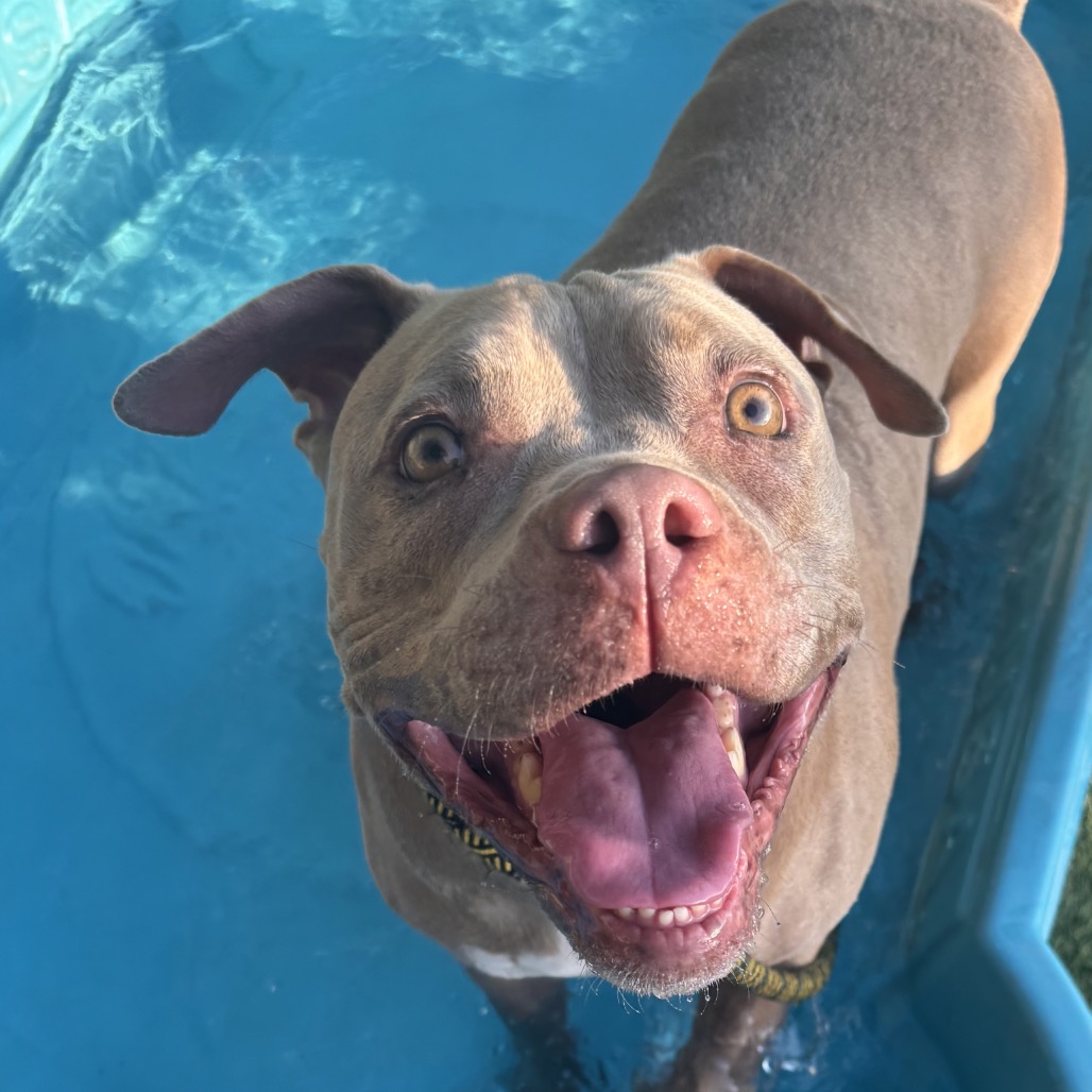 LUNA - Terrier / American Staffordshire for adoption in Henderson