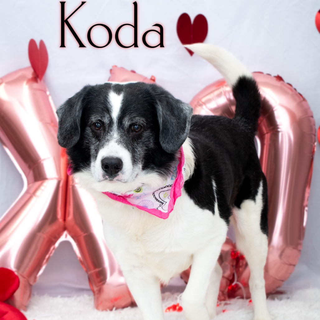 KODA — thumbnail 2