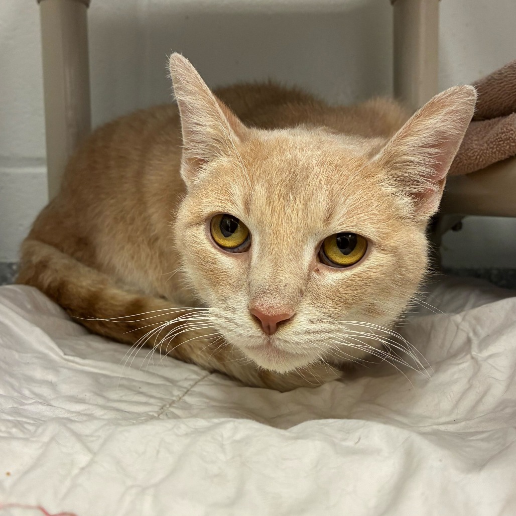 Frosting — thumbnail 5