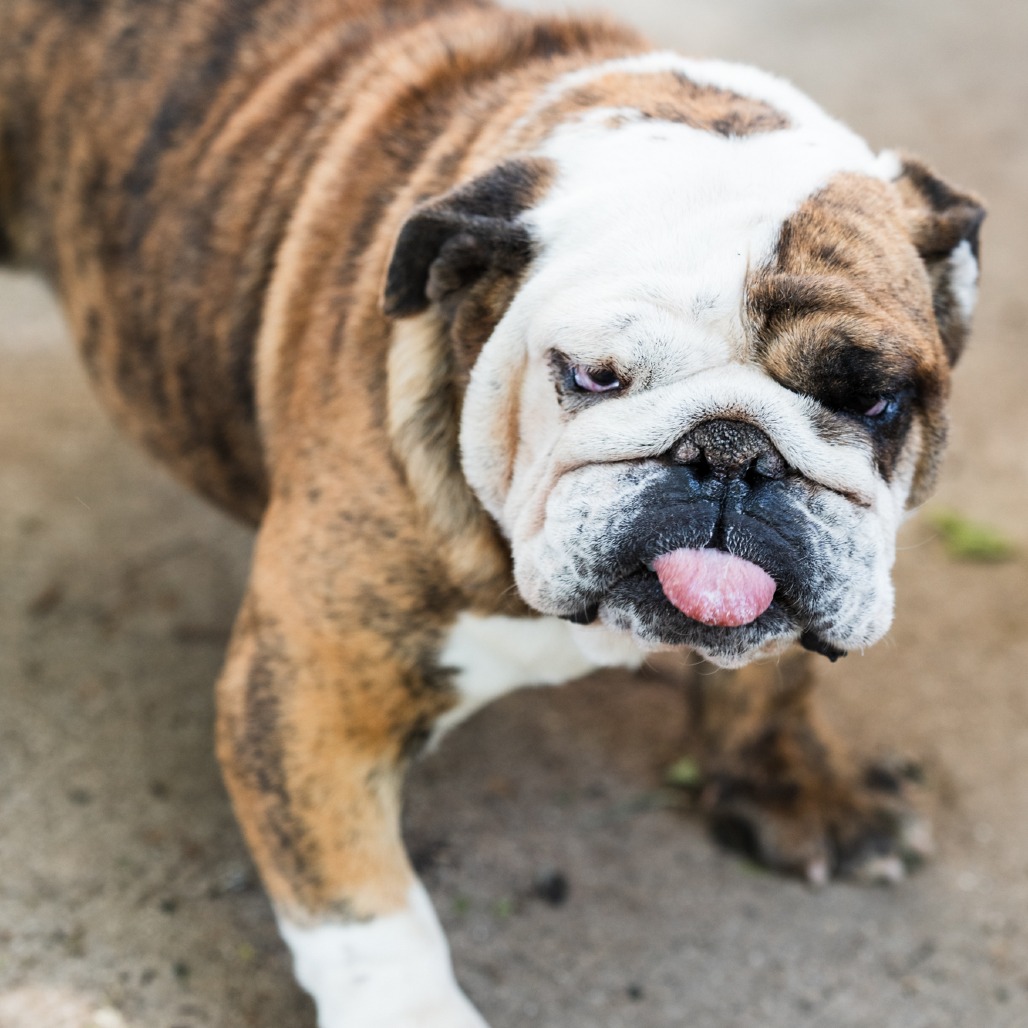 Bulldog