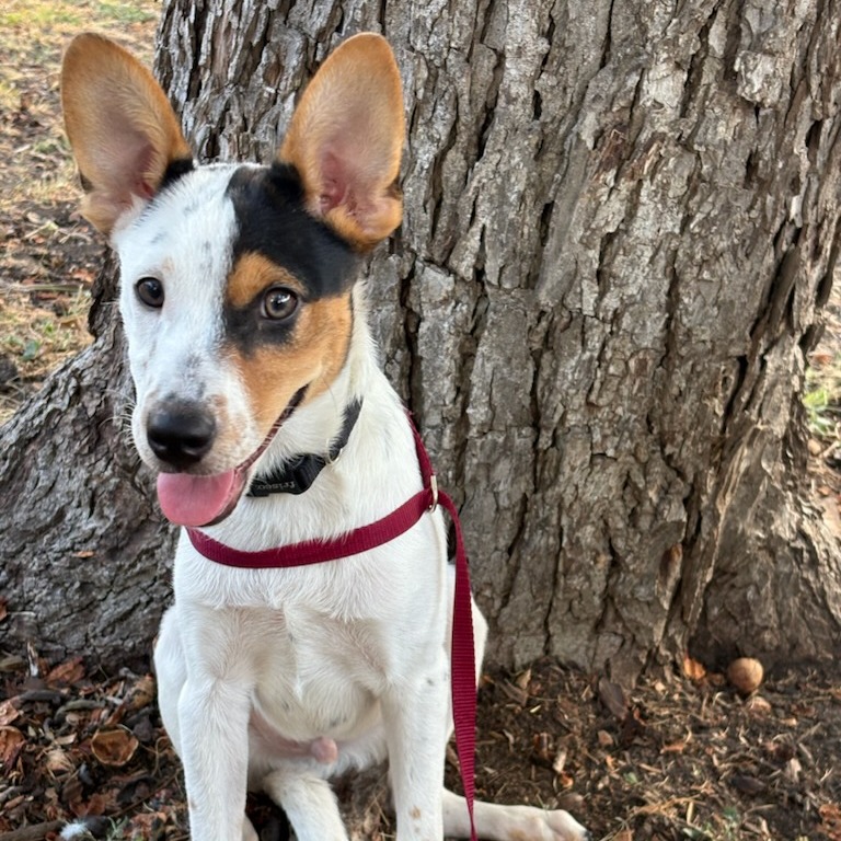 Baxter, photo 13