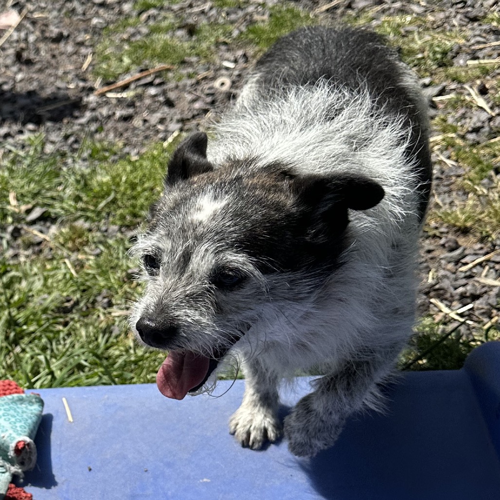 DIXIE DOG, photo 9