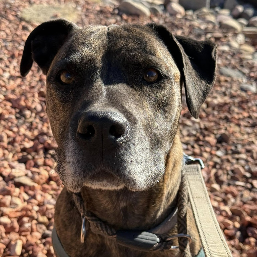 Suki, photo 12