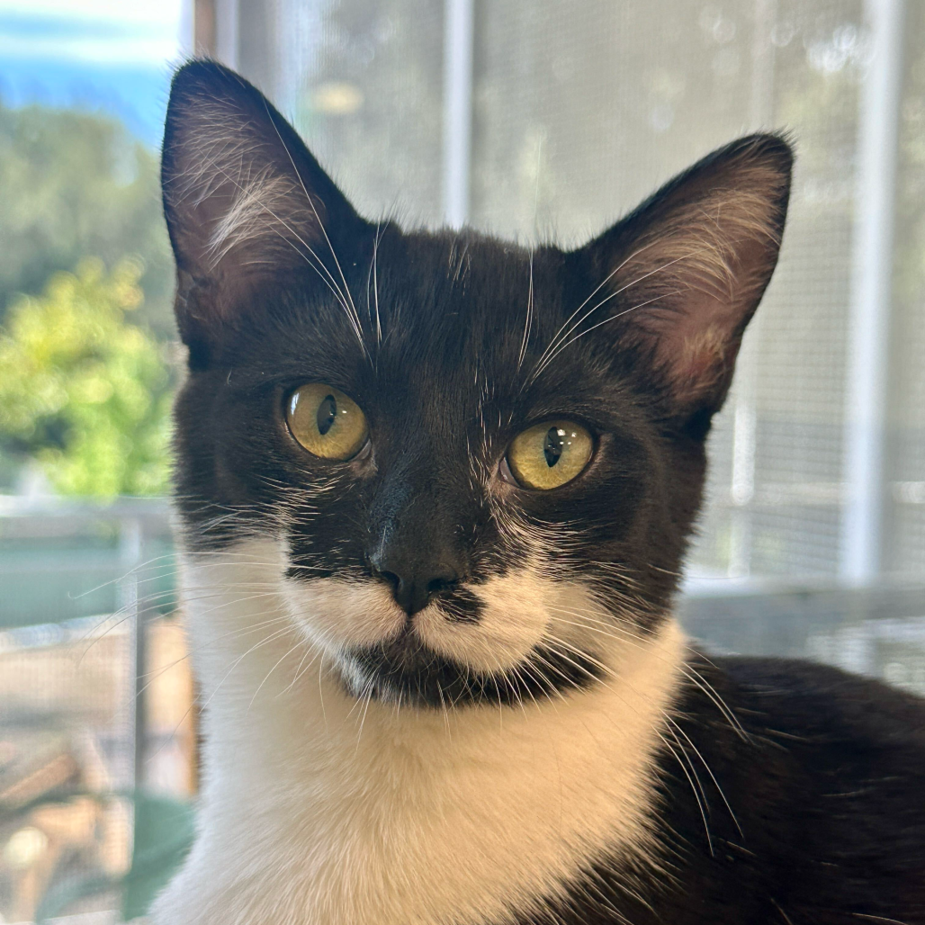 HELENA (BONDED WITH SOLEDAD) - Domestic Shorthair available for adoption