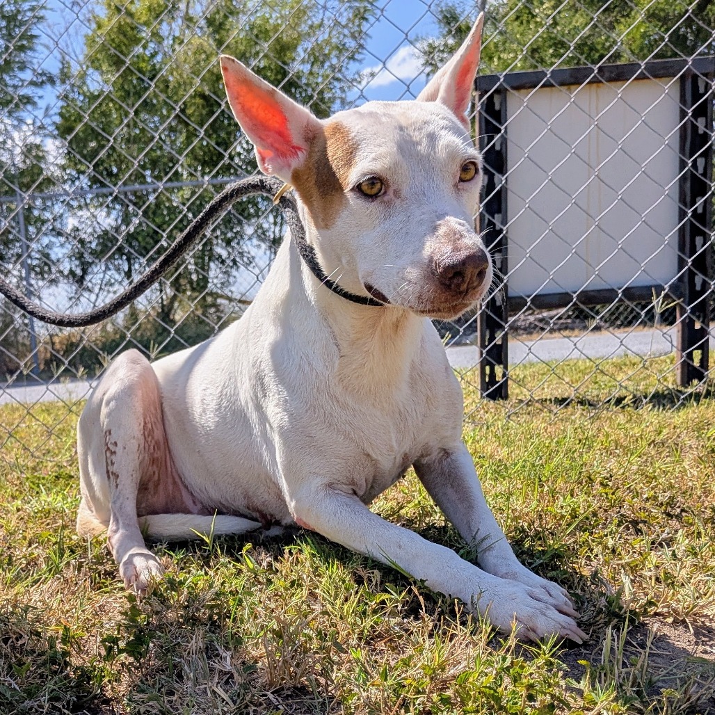 COTTONELLE (GUERA) - Terrier, American Pit Bull / Mix available for adoption