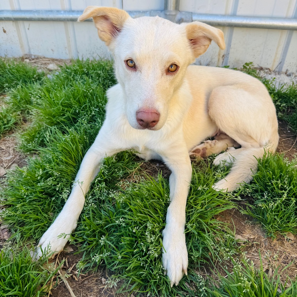 Lolly — thumbnail 3