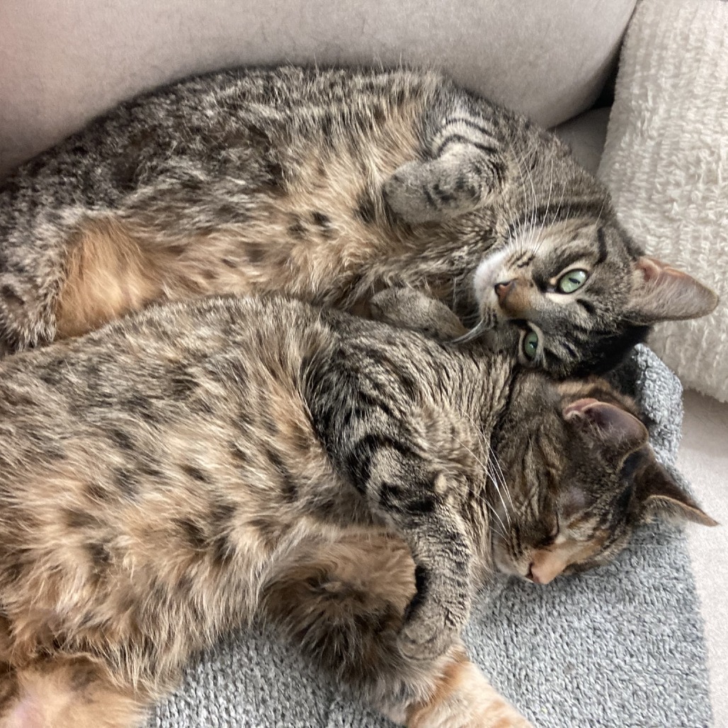 ARLENE - Domestic Shorthair available for adoption