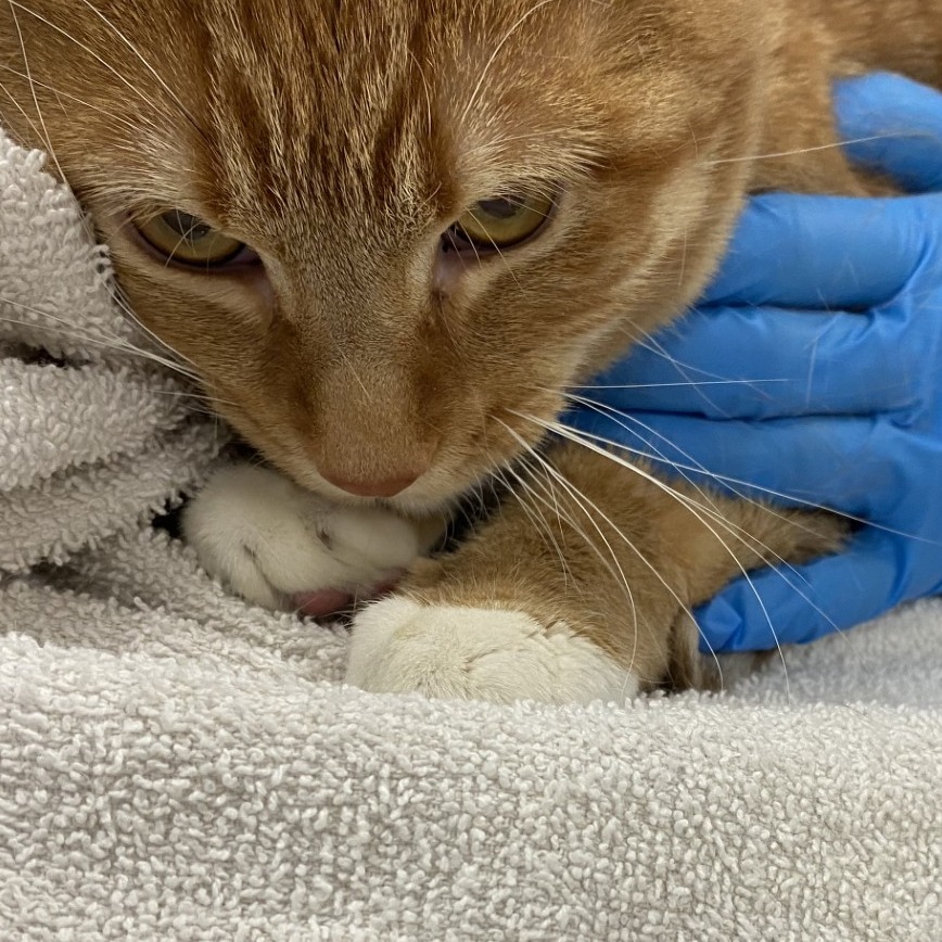 Kinzie — thumbnail 2