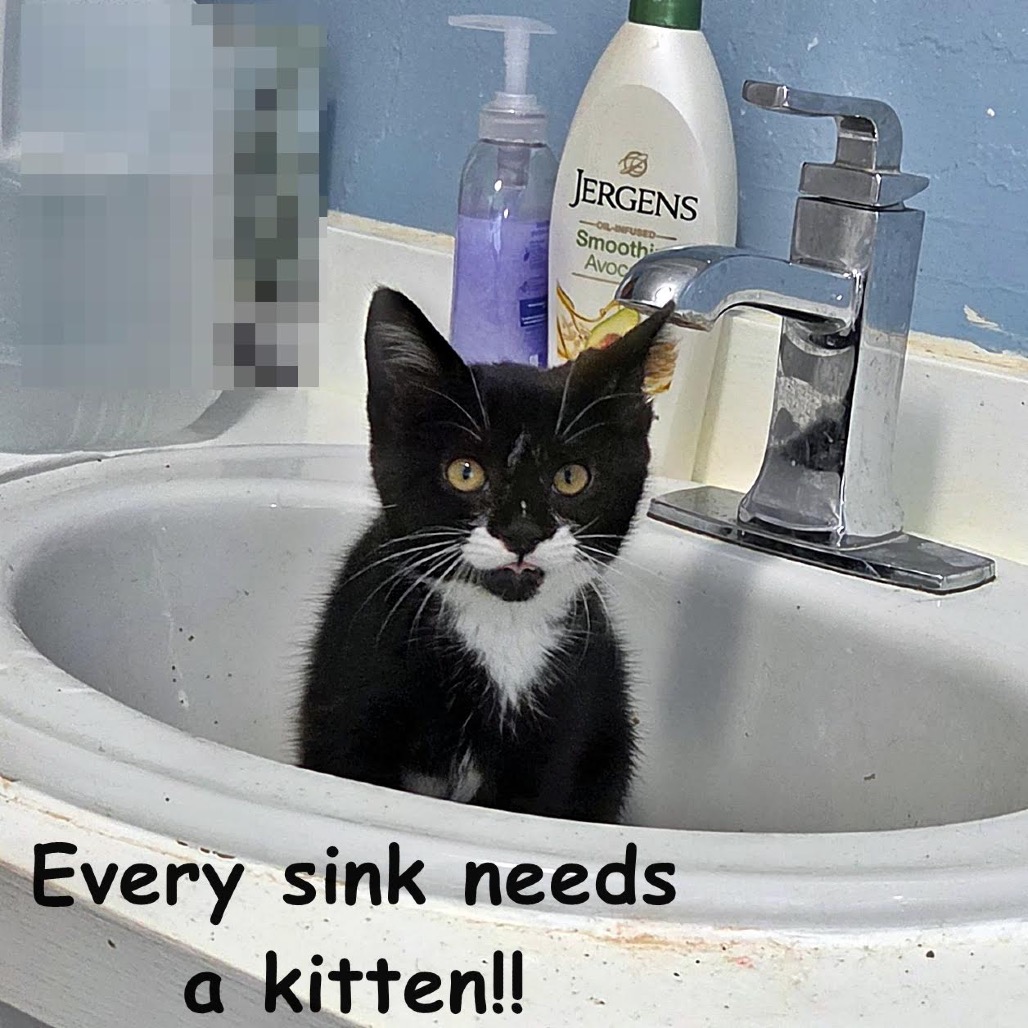 TWEETY-AT PETSMART MADISON EAST - Domestic Shorthair available for adoption