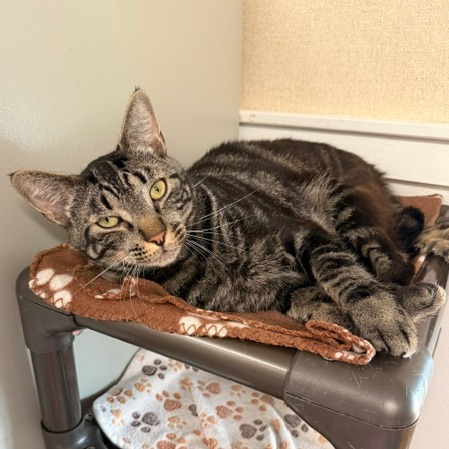 LUNAR - Domestic Shorthair available for adoption