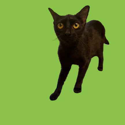 Tusc Stray 81828
