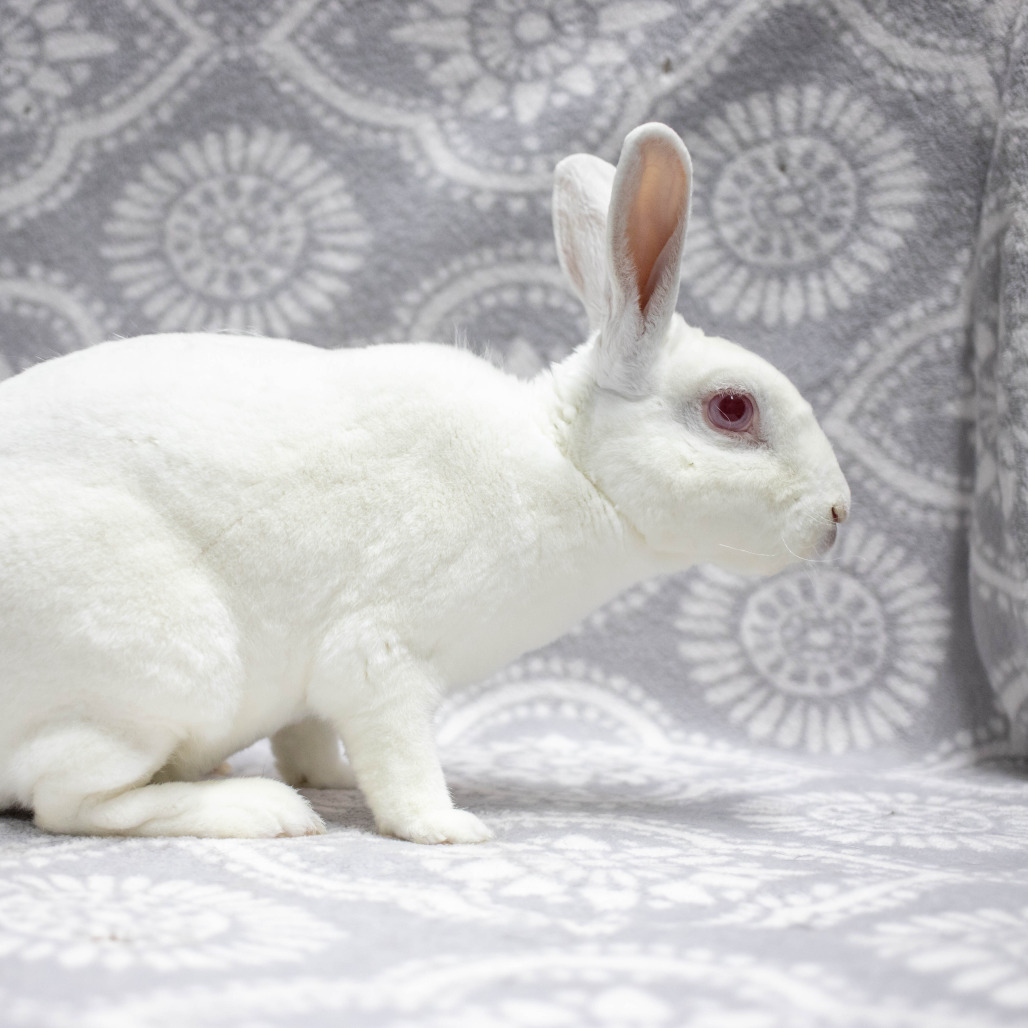 Camilo (bonded to Ms. Peep), photo 10