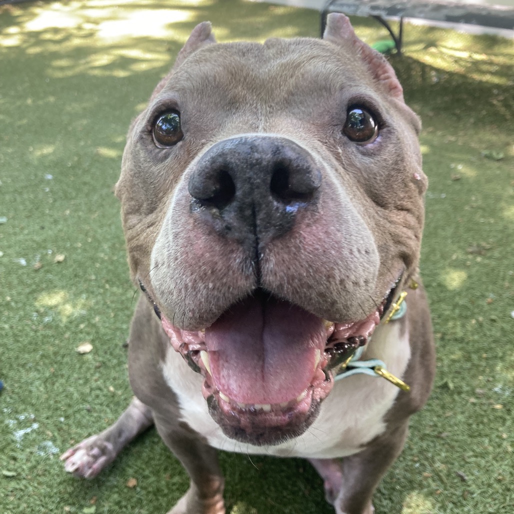 Zeus, adoptable senior Mixed Breed (Large)