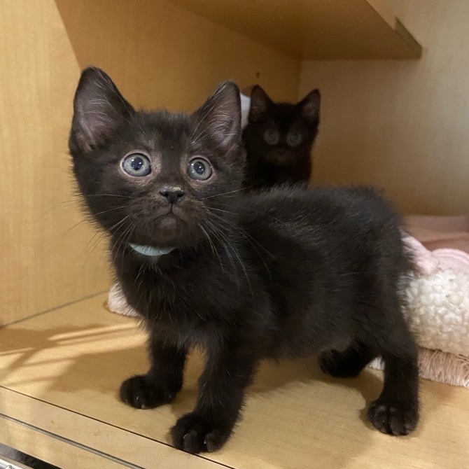 FOCACCIA - Domestic Shorthair available for adoption