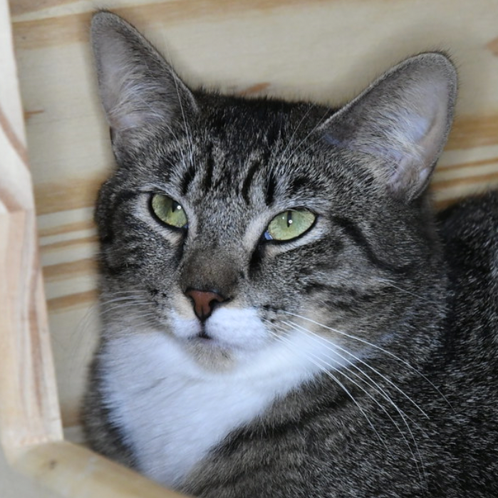 Jovie, photo 3