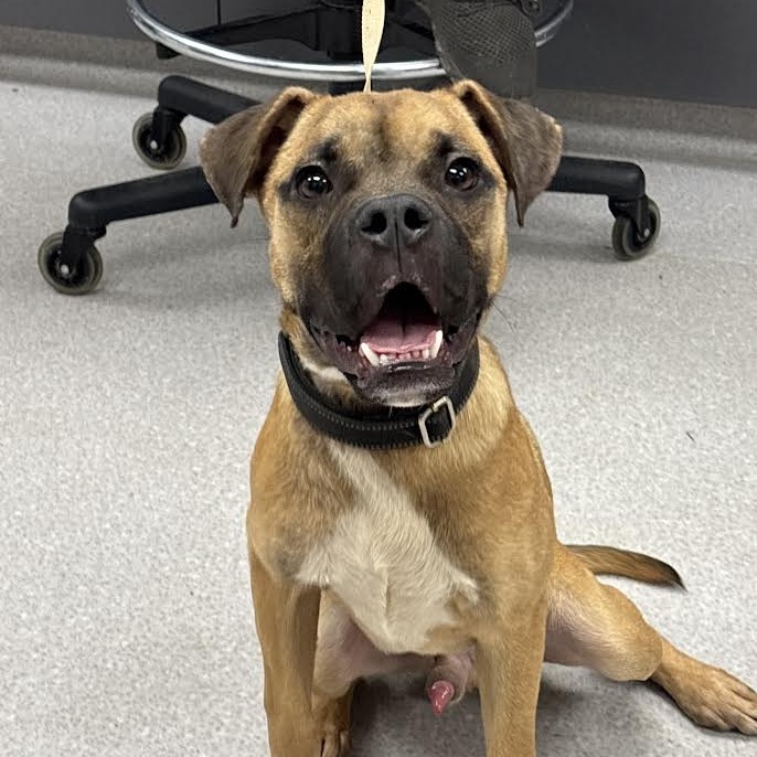 SIR BENJAMIN BUTTON - Shepherd / Boxer available for adoption
