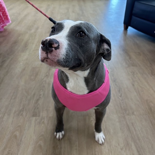 Skye — thumbnail 3