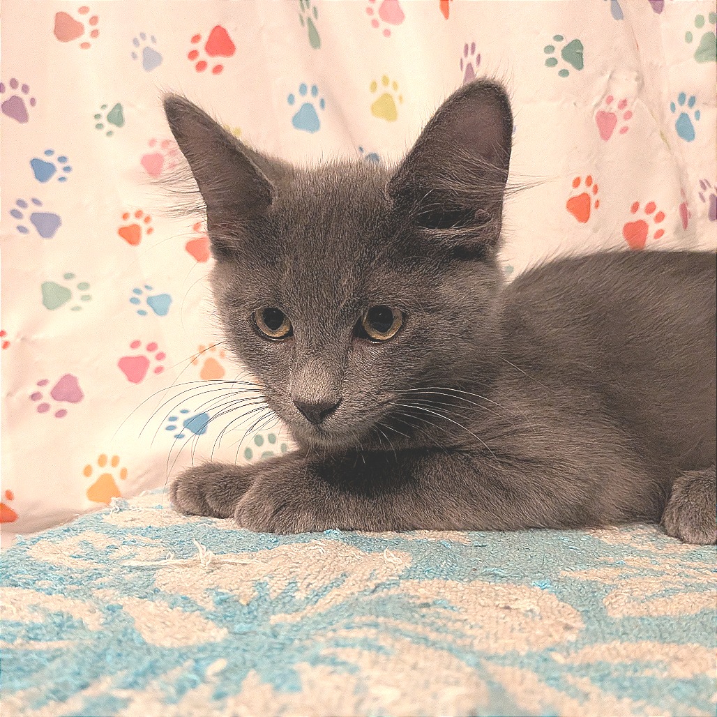 CHANDLER - Domestic Medium Hair available for adoption