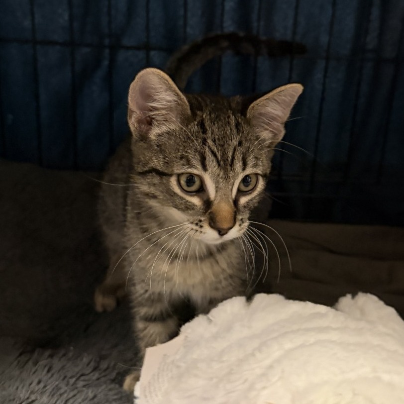 Ocotillo: Male 3 Domestic Shorthair