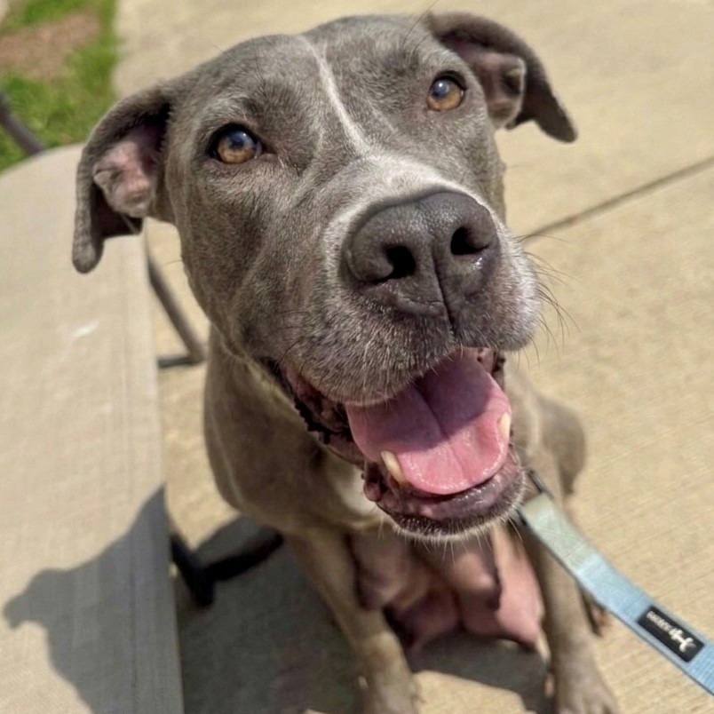 HAZEL - Mixed Breed (Large) available for adoption