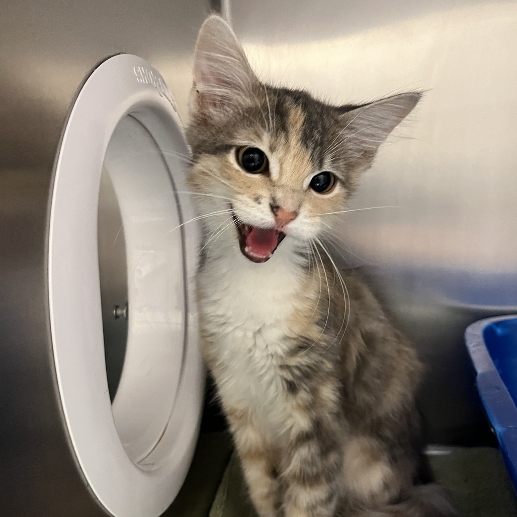 MARILYN - Domestic Longhair available for adoption