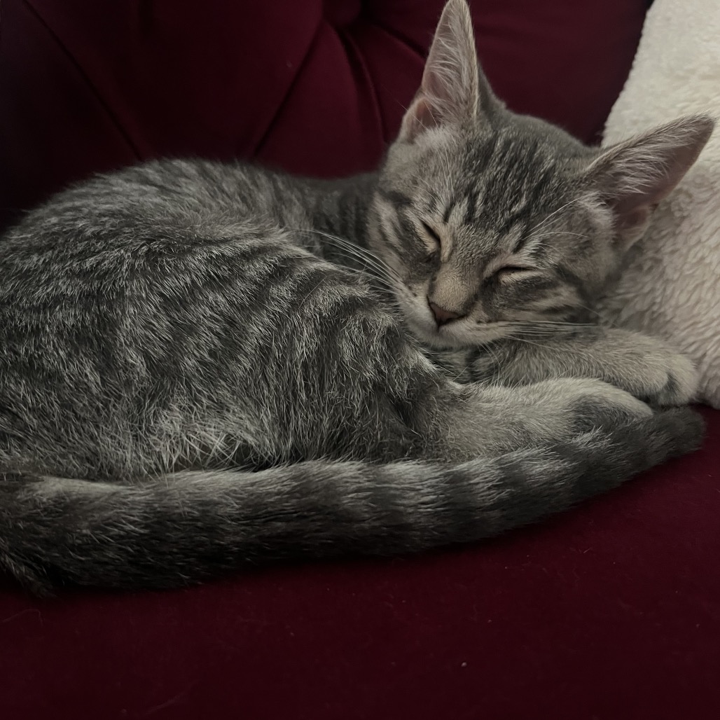Lilly, photo 5