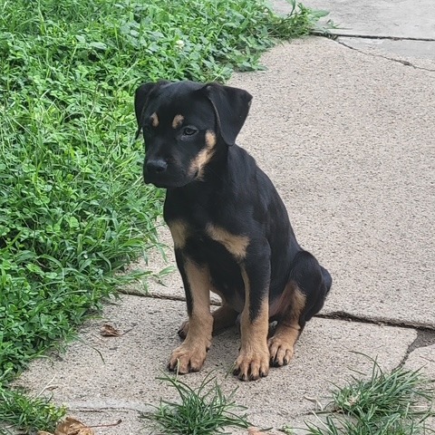 BACKPACK - Mixed Breed (Medium) available for adoption