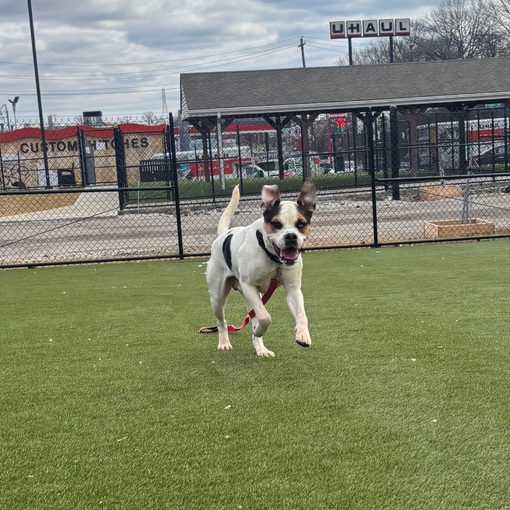 Julius "Orange" Caesar — thumbnail 5