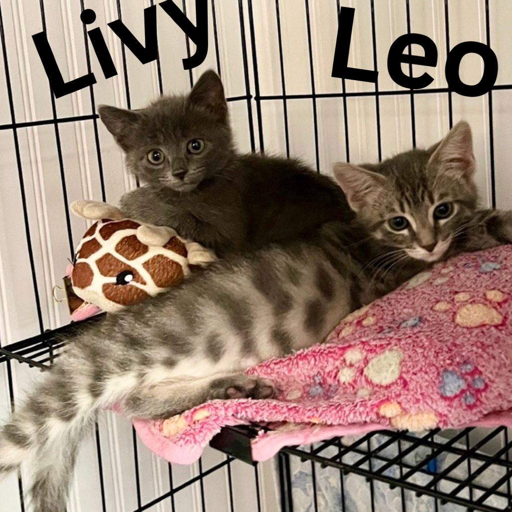 Livy, photo 4