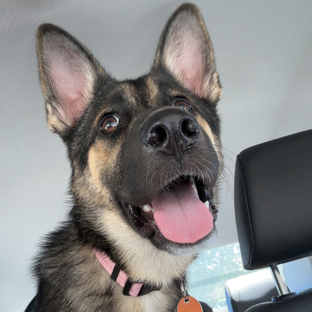 Harper, a Shepherd, German / Mixed Breed (Large)