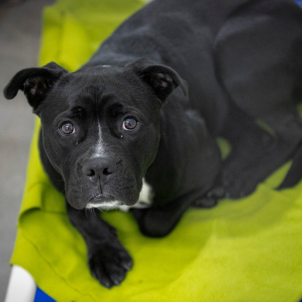 HAVOC (MY26-11) - Terrier / Staffordshire Bull available for adoption