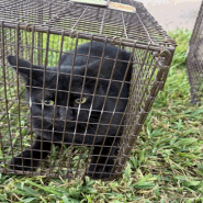CAPTAIN GANTU (662868) - Domestic Shorthair available for adoption