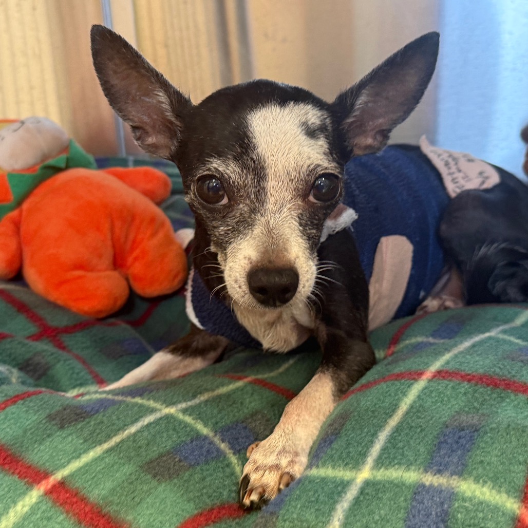 Peppita — thumbnail 2