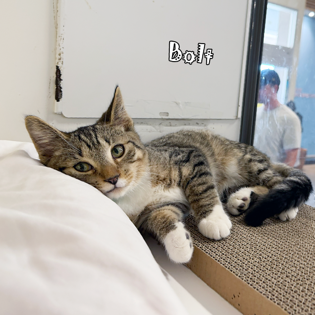 Bolt, an adoptable cat