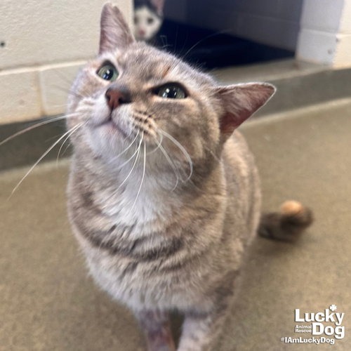 TIPSY - Domestic Shorthair available for adoption