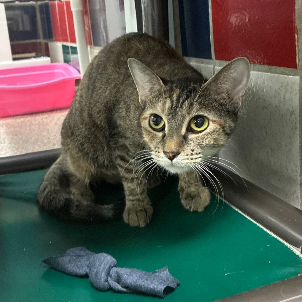 BLUSH - Domestic Shorthair available for adoption