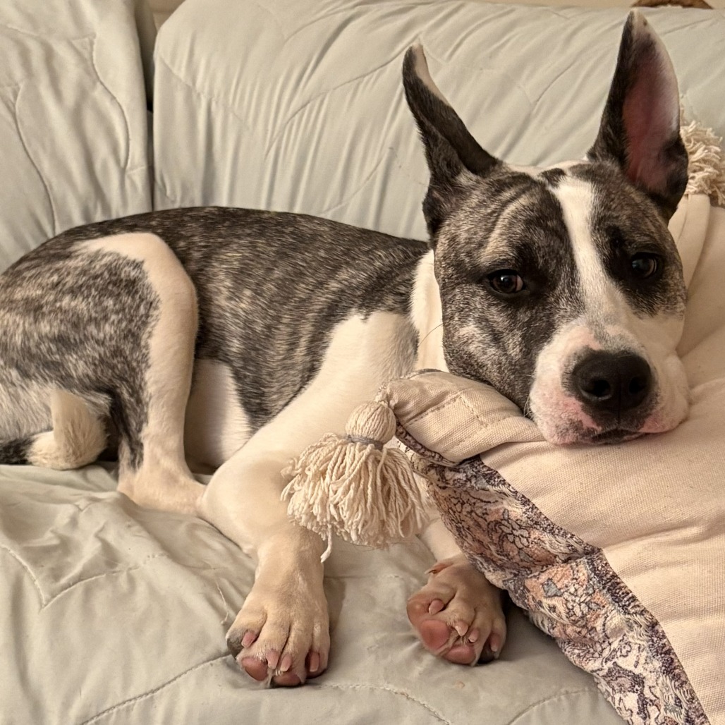 WAVERLIE - Terrier, Bull / Mixed Breed (Medium) for adoption in Silver Spring