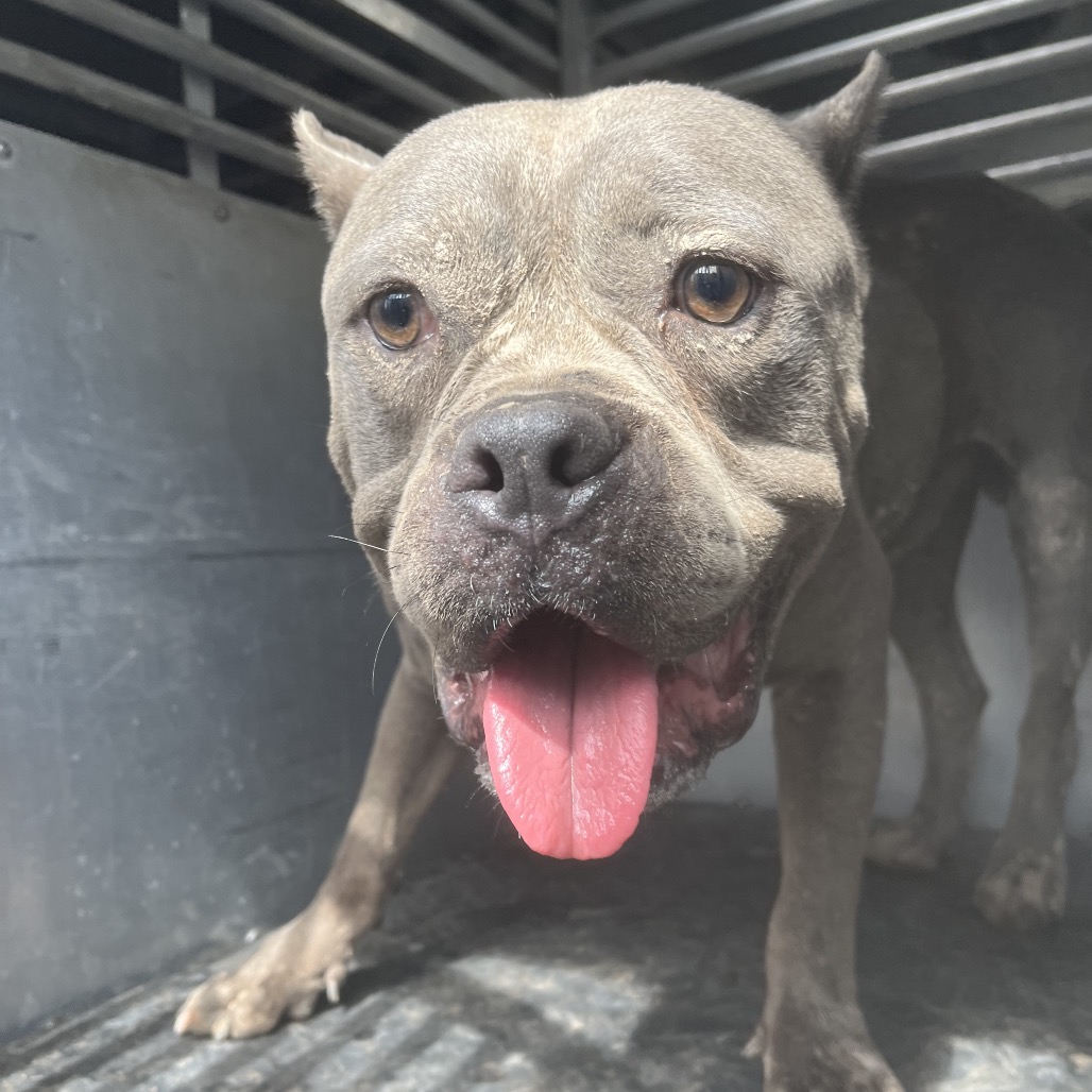 CASPIAN - Terrier / American Staffordshire available for adoption