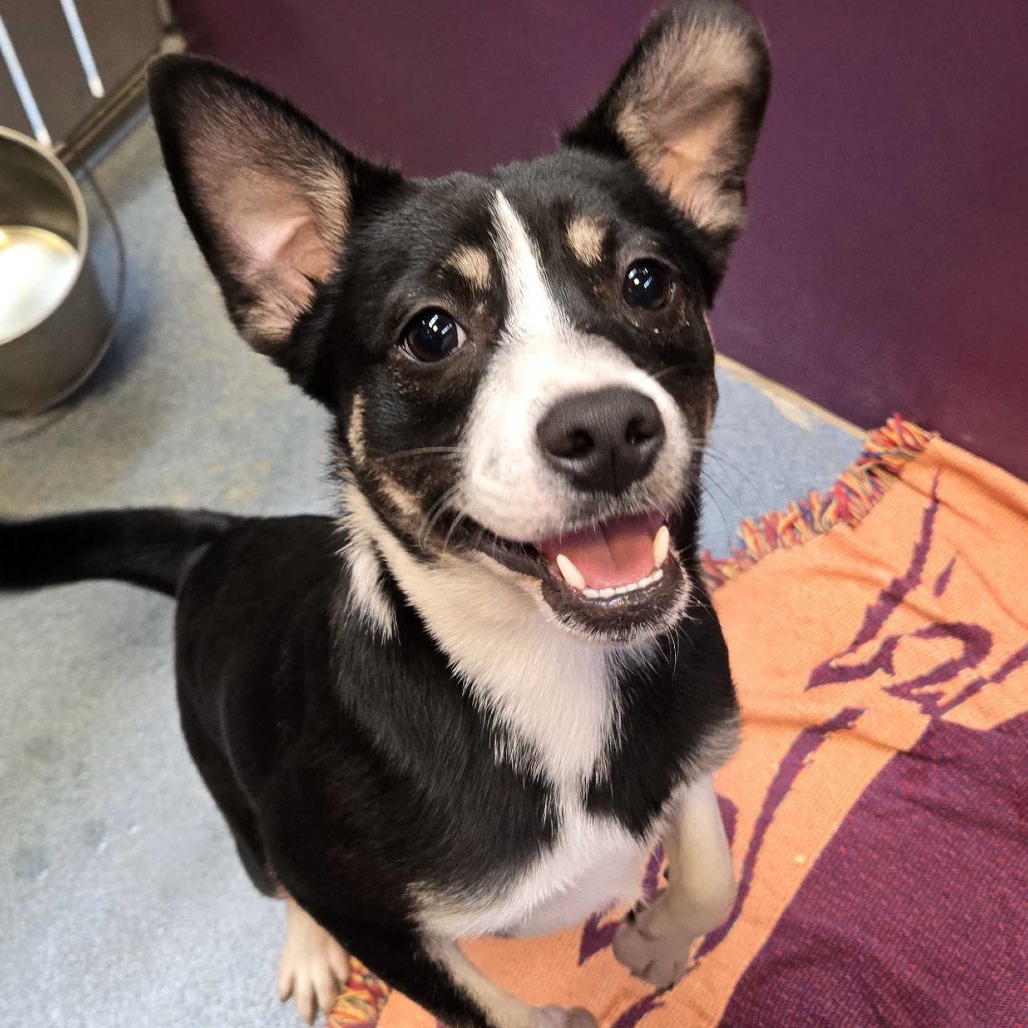 BUSTER - Terrier / Mixed Breed (Medium) available for adoption